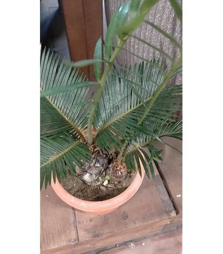 Amazon｜ソテツ（サイカス レボルタ、蘇鉄）8号サイズ｜観葉植物